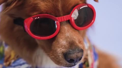 Funny stylish doggy videos