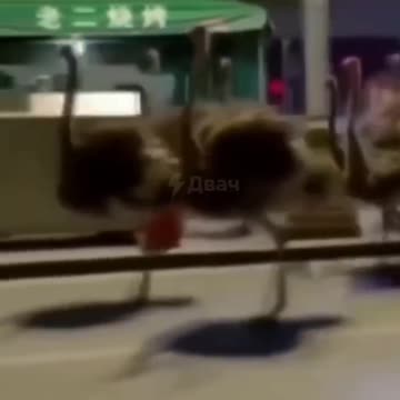 China - a flock of African ostriches ran through the city