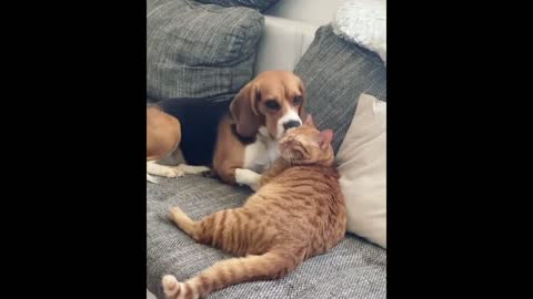 Dog freezes after realizing she's on camera groom