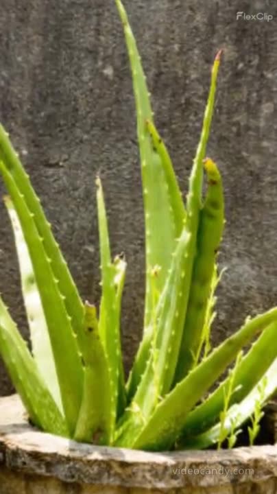 एलोवेरा जूस के गज़ब के फायदे | Aloe Vera Juice ke fayde