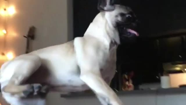 Gray pug getting tossed into couch in slowmotion