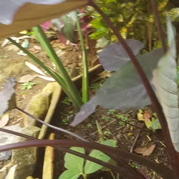 black giant tallphalis