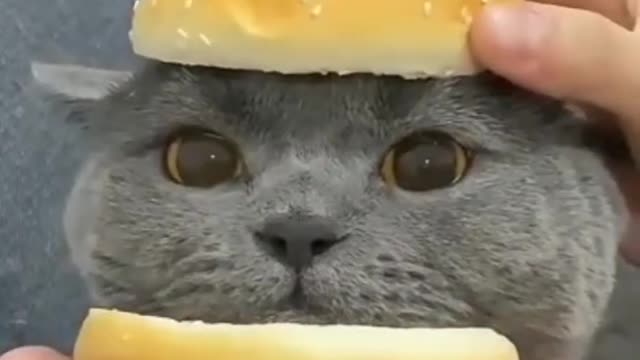 Burger Cat😀