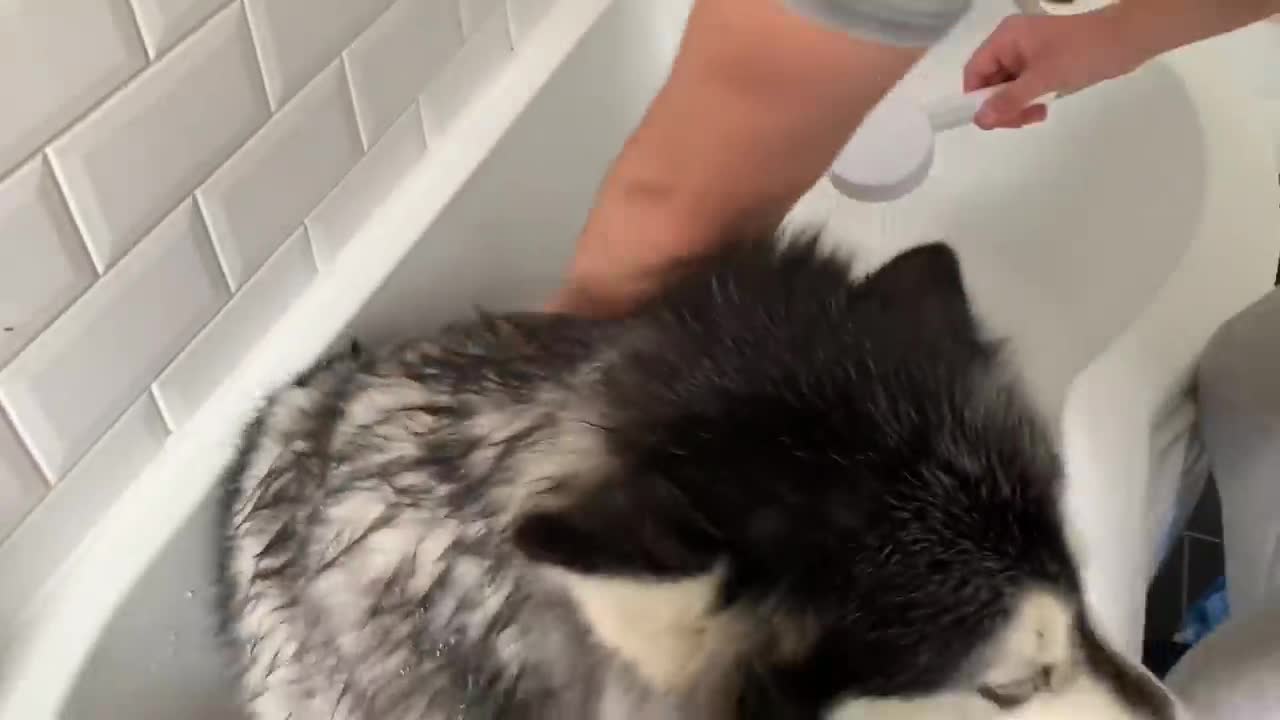 Alaskan Malamute Bath Time! Naughty Niko Rolled In Poo!-13