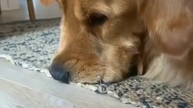 Doggy doesn't like orange- cute reaction