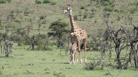 Two day old baby giraffe wants to nurse