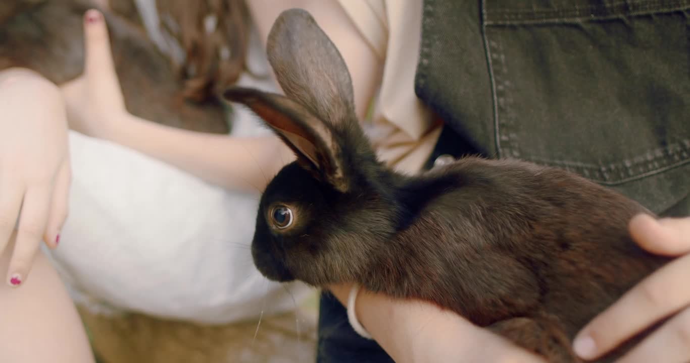 Cute Rabbit 🐰! Very beautiful video.