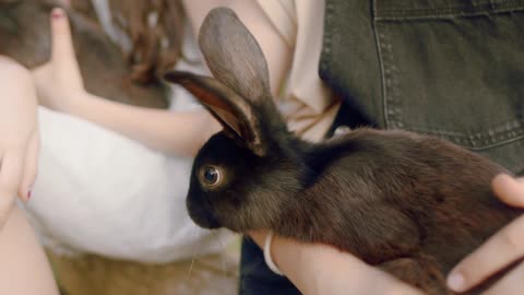 Cute Rabbit 🐰! Very beautiful video.