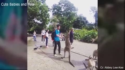 Funny Animals Chasing and Scaring People😄