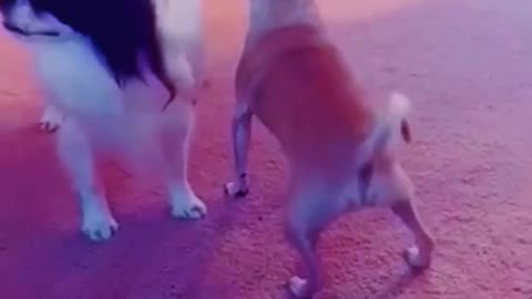 Dog funny video