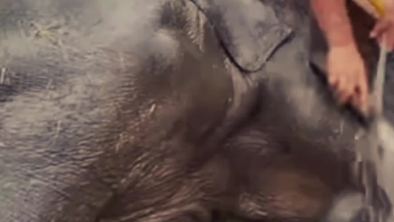 Elephant bathing