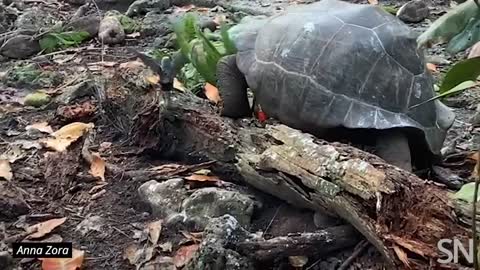 Tortoise hunting a bird