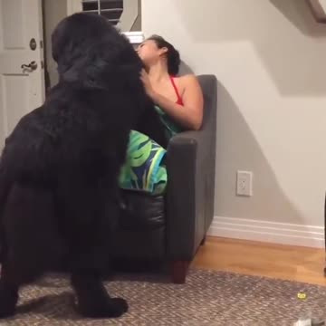 Massive Newfoundland thinks he's a lap dog