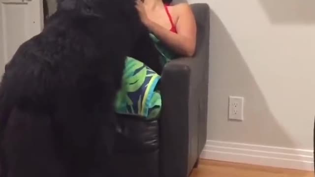 Massive Newfoundland thinks he's a lap dog