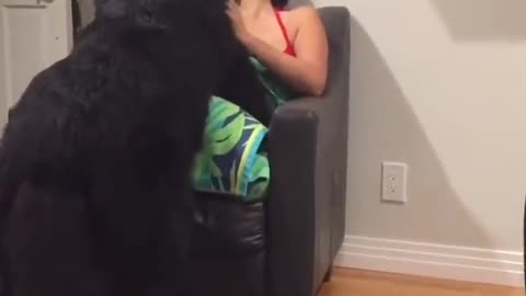 Massive Newfoundland thinks he's a lap dog