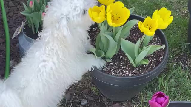 Puppy like the tulips