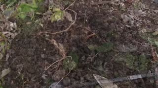 Metal Detecting before the Snow Storm