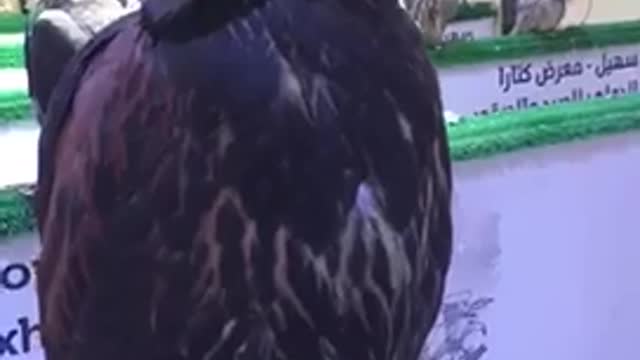 Cute eagle in shopping mall
