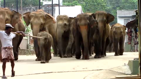 The March of the Elephants.