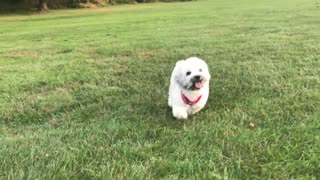 Adorable puppies having so much fun