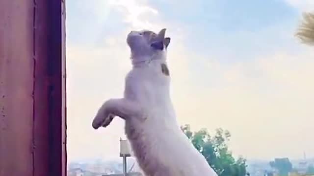 Funny cat video cat jumped 😁