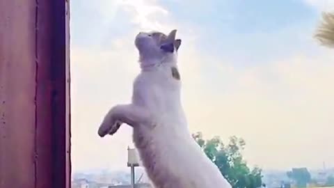 Funny cat video cat jumped 😁