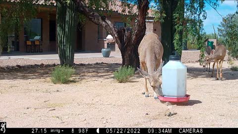 Trail Camera March - May, 2022