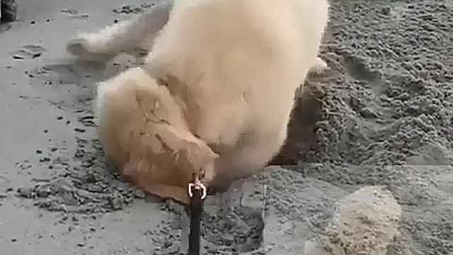 The dog digging holes