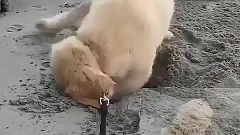 The dog digging holes