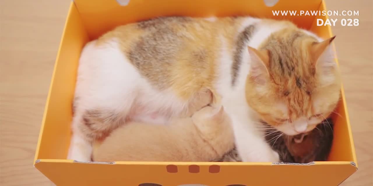 Even cat? How Newborn Kittens Grow In 100 Days| Best Kitten Movie