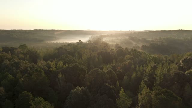 Foggy Forest