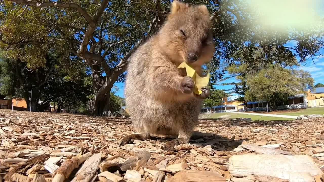 Eating a leaf can give you a feeling of enjoyment, how does it do it?