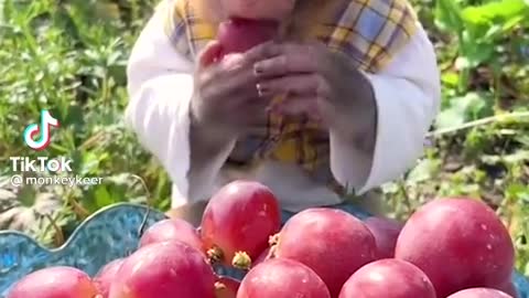 A monkey eats fruits