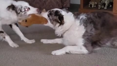 Funny Australian Shepherds