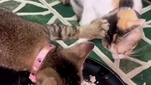 Confused behavior of cats eating solo cats