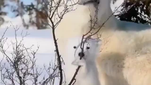 Mom and bear cub.Polar bears.