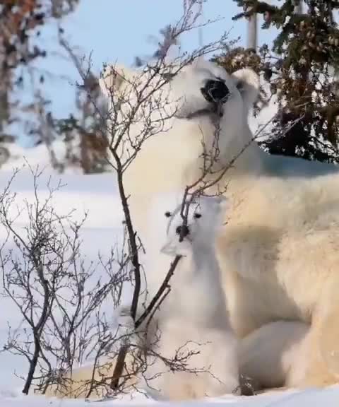 Mom and bear cub.Polar bears.