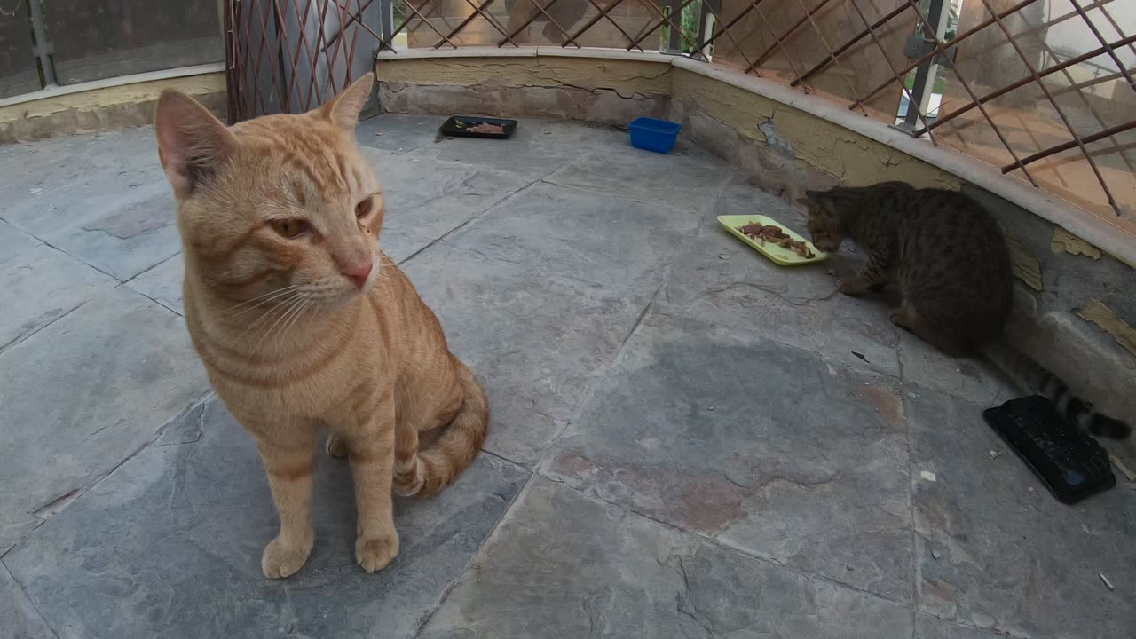 Homeless cats in UAE, Ras Al Khaimah: ED SHEERAN & MICHAEL JACKSON #cats #MichaelJackson #EdSheeran