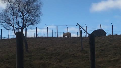 Polar Bear at Highland Wildlife Park, Kincraig, Kingussie