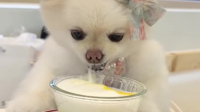Cute baby bear