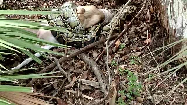 12-Foot Python Eating a Goat Gets Shot by Grandpa