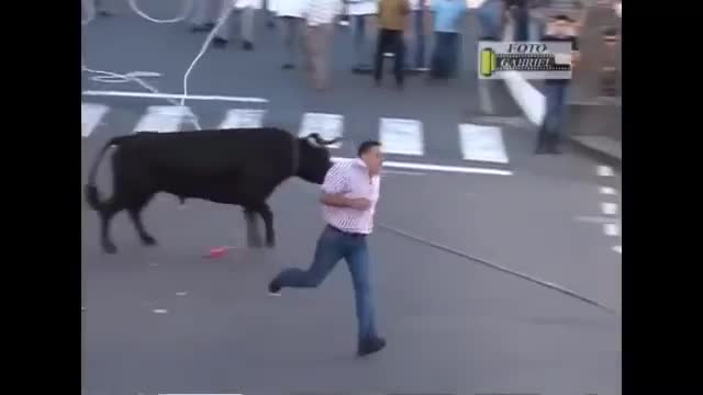 Bull Fighting ever seen