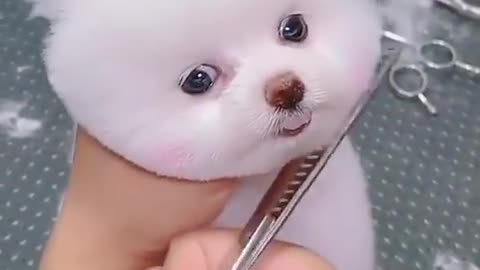 Cute puppy