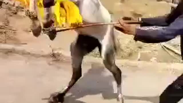 dancing horse, funny horse, horse training