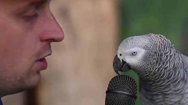 INTELLIGENT TALKING PARROT!