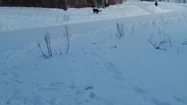 Poor dogs run in the cold in the city.