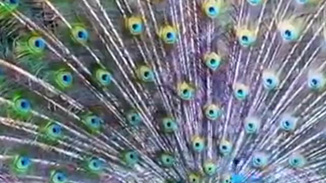 The peacock flips its tail so beautiful