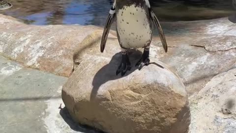 Penguin cute and funny video