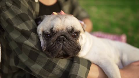 Close Up Of A Pug Dog Face