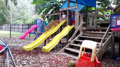 Dogs And Babies Are Best Friends Ep5